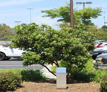 COVID Tree